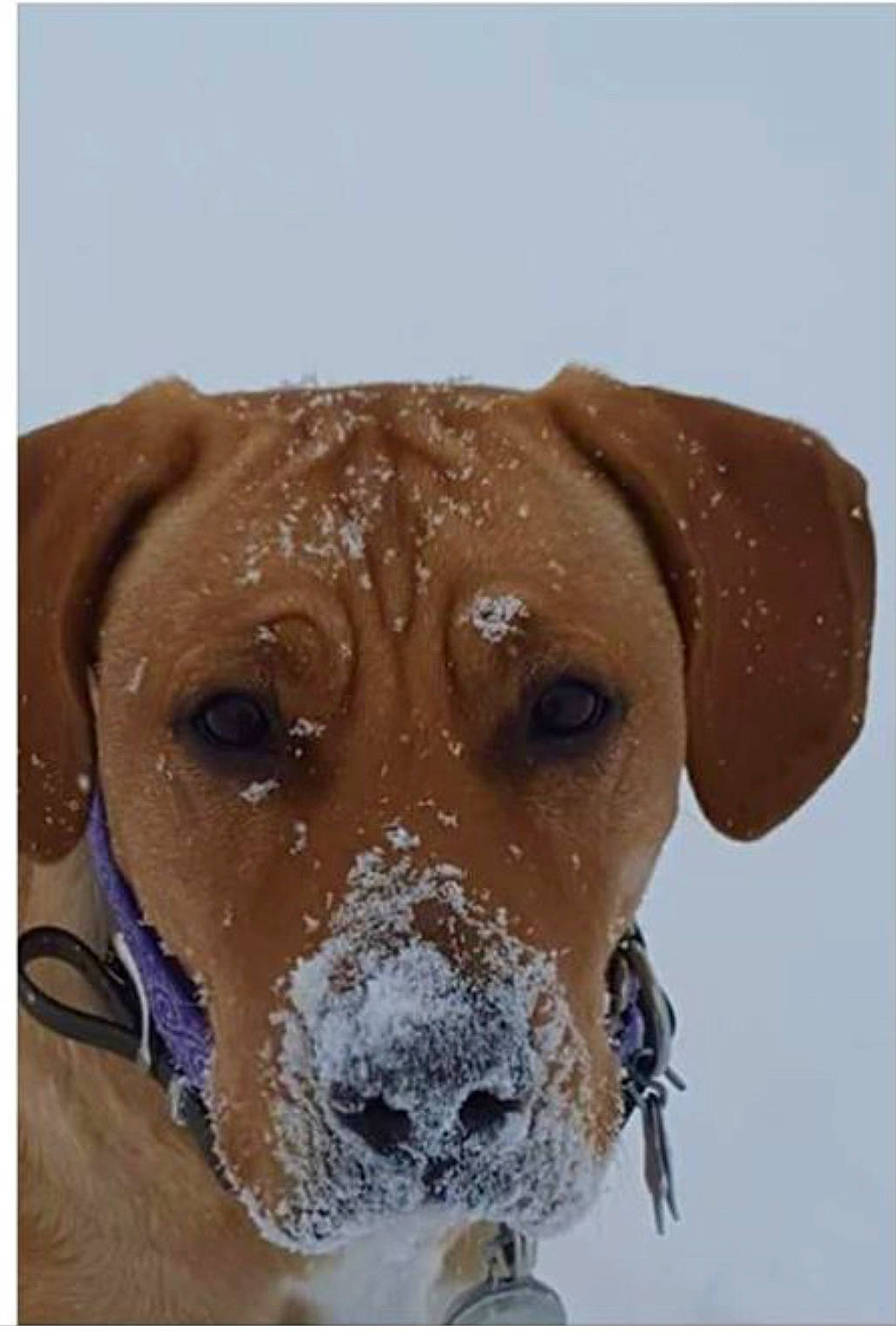 Layla joined the competition — help win amazing prizes! canidae, carnivore, collar, companion_dog, dog, dog_breed, dog_collar, ear, fawn, freezing, fur, guard_dog, liver, pet_supply, snout, snow, sporting_group, whiskers, winter, working_animal