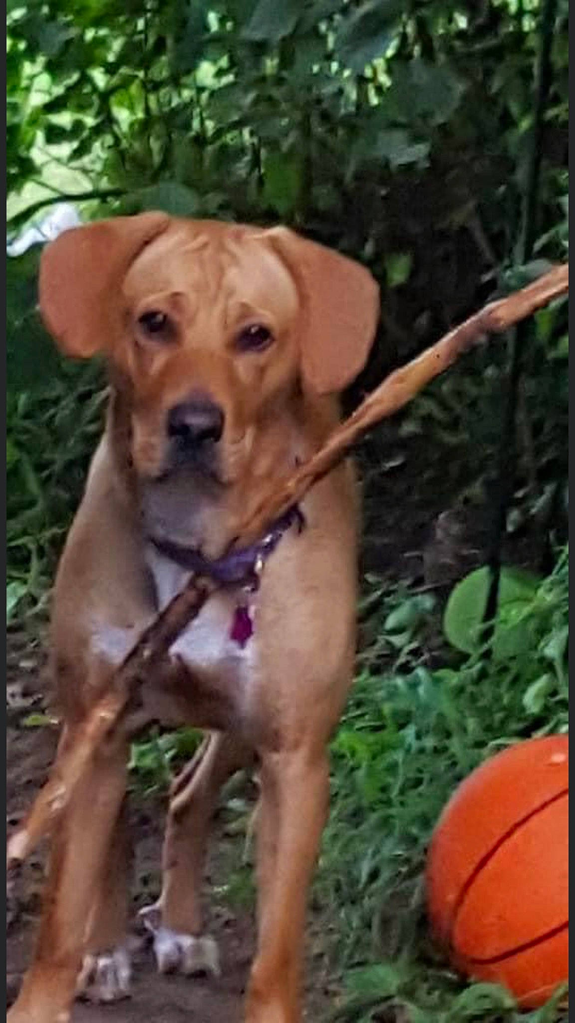 Layla joined the competition — help win amazing prizes! ball, basketball, canidae, carnivore, collar, companion_dog, dog, dog_breed, dog_collar, fawn, forest, gun_dog, liver, plant, snout, sporting_group, tail, terrestrial_animal, wood, working_animal