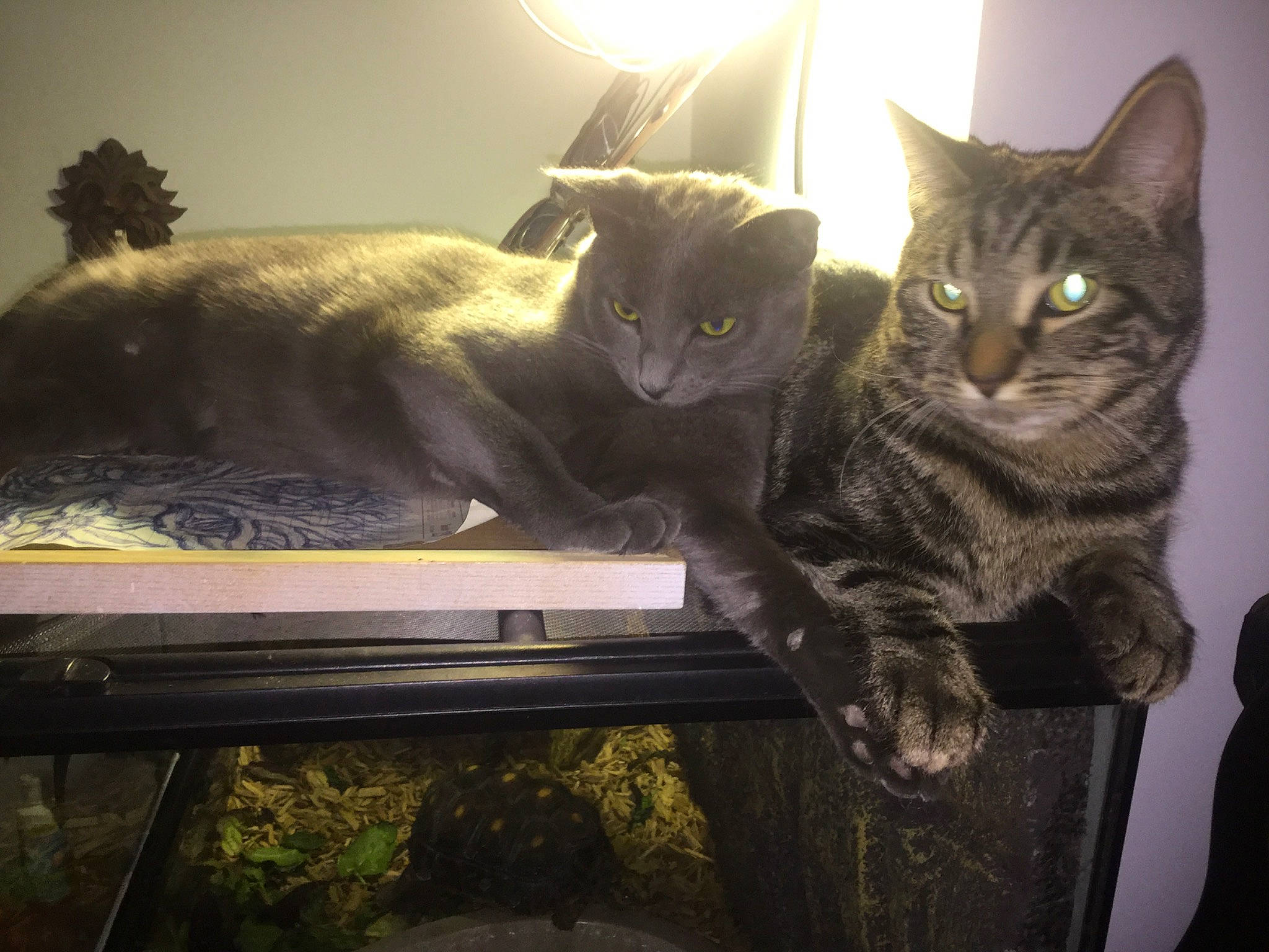 Fievel West joined the competition — help win amazing prizes! black_cat, carnivore, cat, comfort, darkness, domestic_short_haired_cat, felidae, fur, grey, light, outdoor_bench, paw, plant, sitting, small_to_medium_sized_cats, snout, tail, tints_and_shades, whiskers, wood