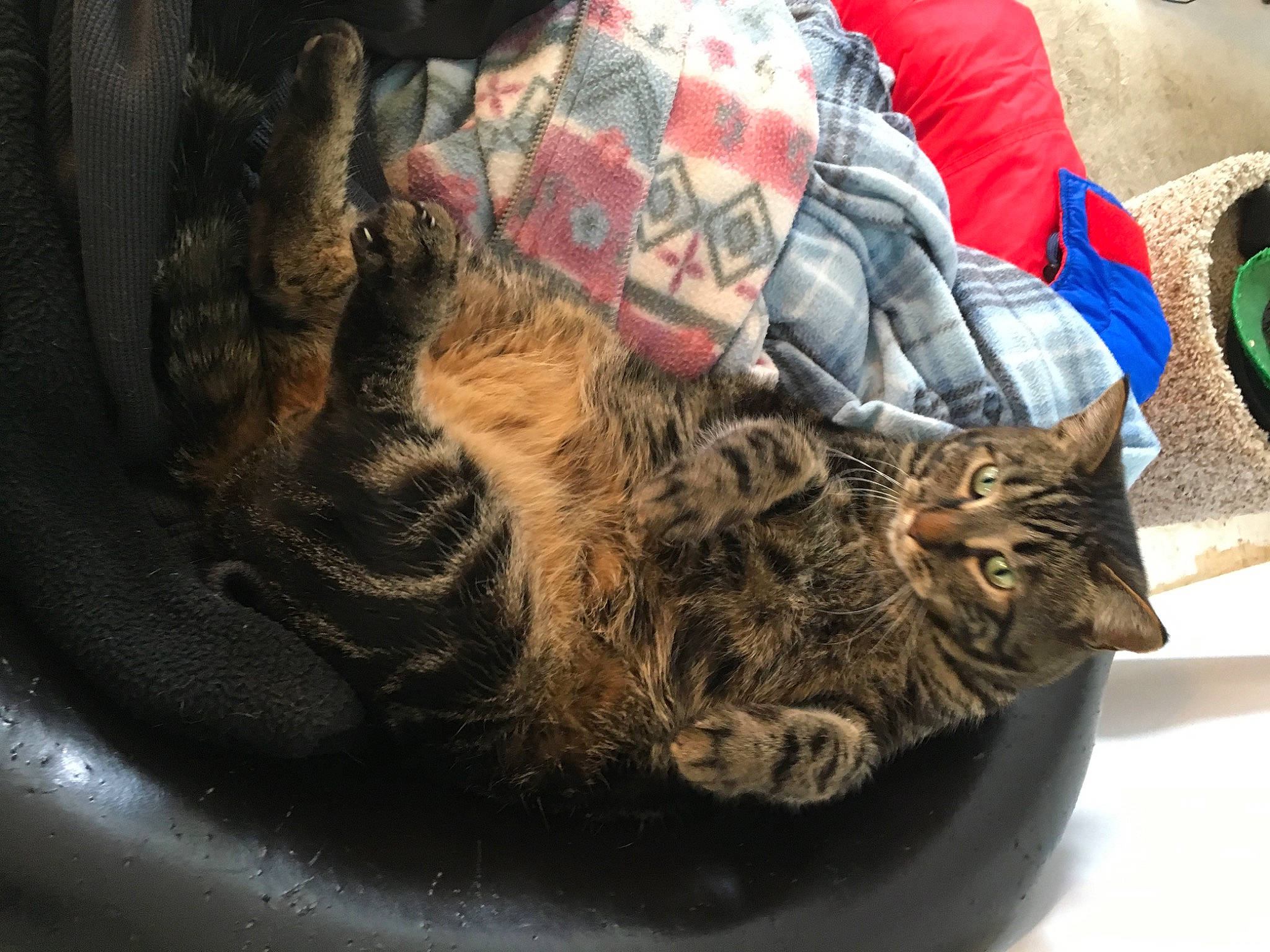 Fievel West joined the competition — help win amazing prizes! bag, carnivore, cat, claw, comfort, domestic_short_haired_cat, felidae, fur, linens, nap, natural_material, pattern, small_to_medium_sized_cats, snout, tail, tree, whiskers