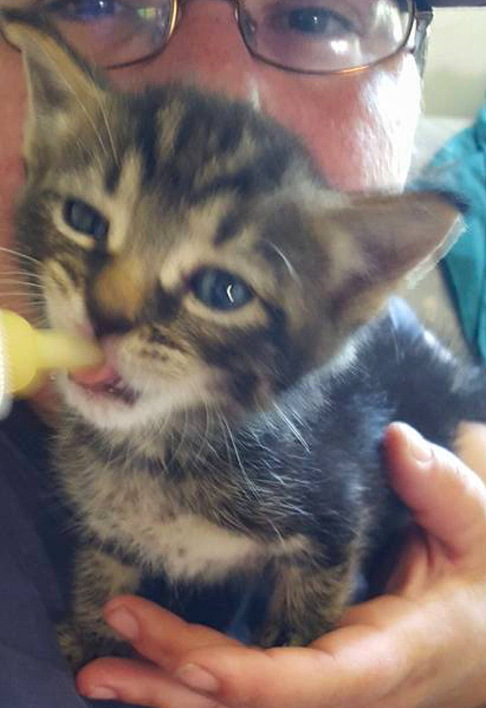 Fievel West joined the competition — help win amazing prizes! carnivore, cat, claw, comfort, cool, domestic_short_haired_cat, ear, eyewear, felidae, fur, gesture, hand, nose, paw, selfie, sitting, small_to_medium_sized_cats, snapshot, snout, whiskers