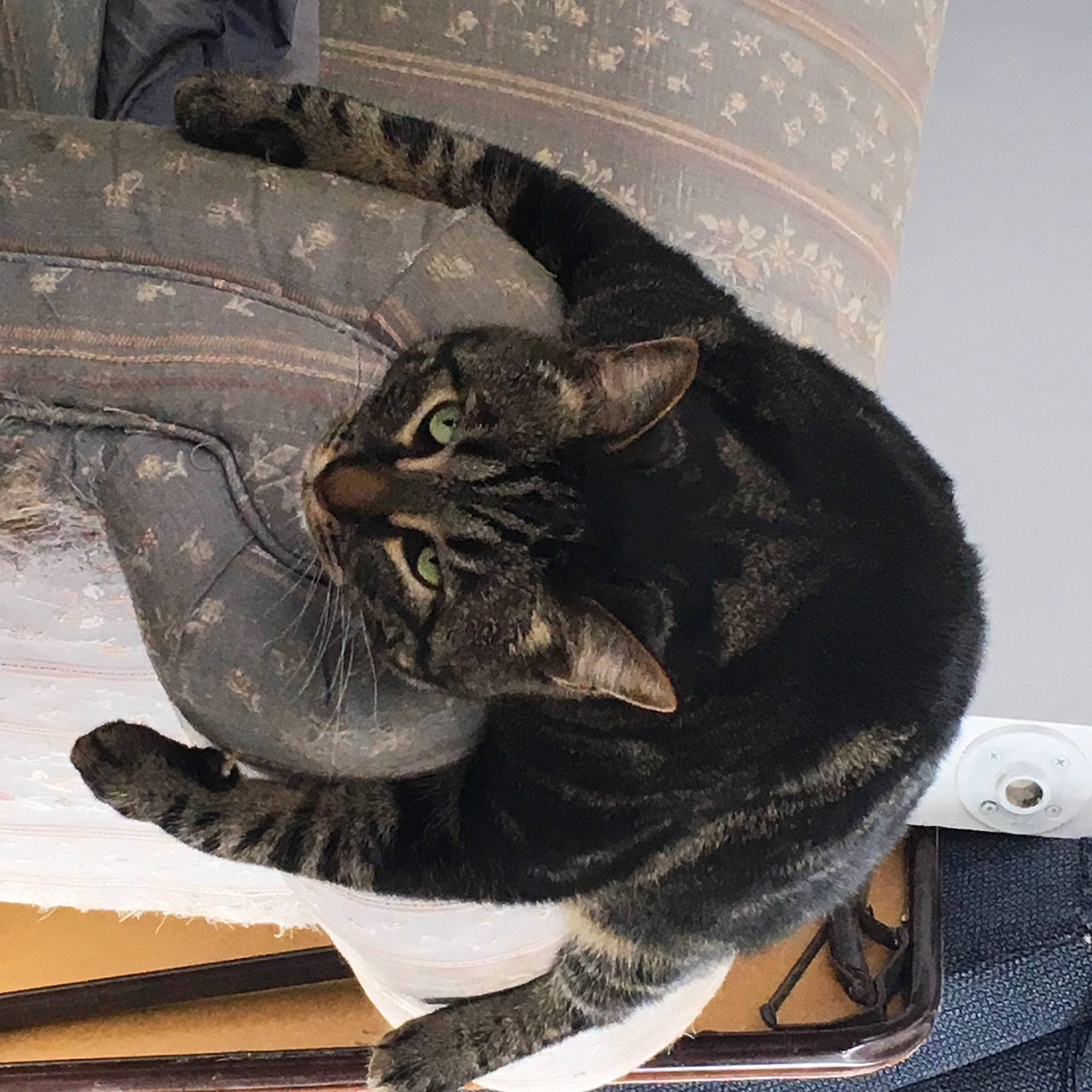 Fievel West is registered to the contest to win money with this photo: automotive_tire, black_cat, carnivore, cat, claw, comfort, domestic_short_haired_cat, fashion_accessory, felidae, fur, grey, human_leg, metal, paw, sitting, small_to_medium_sized_cats, snout, tail, whiskers, window