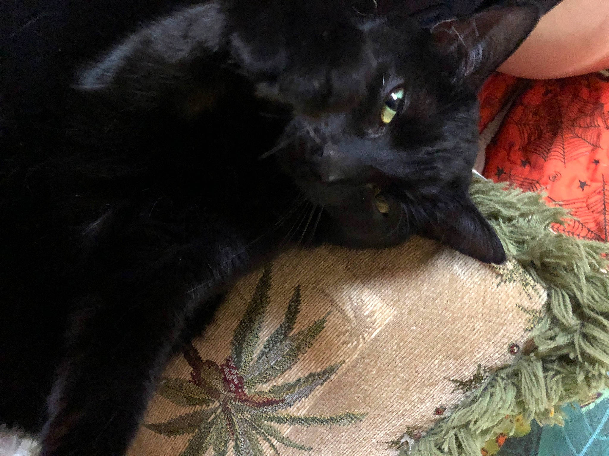 Dragon is registered to the contest to win money with this photo: black_cat, bombay, carnivore, cat, claw, comfort, domestic_short_haired_cat, felidae, fur, small_to_medium_sized_cats, snout, tail, terrestrial_animal, thread, whiskers, wool