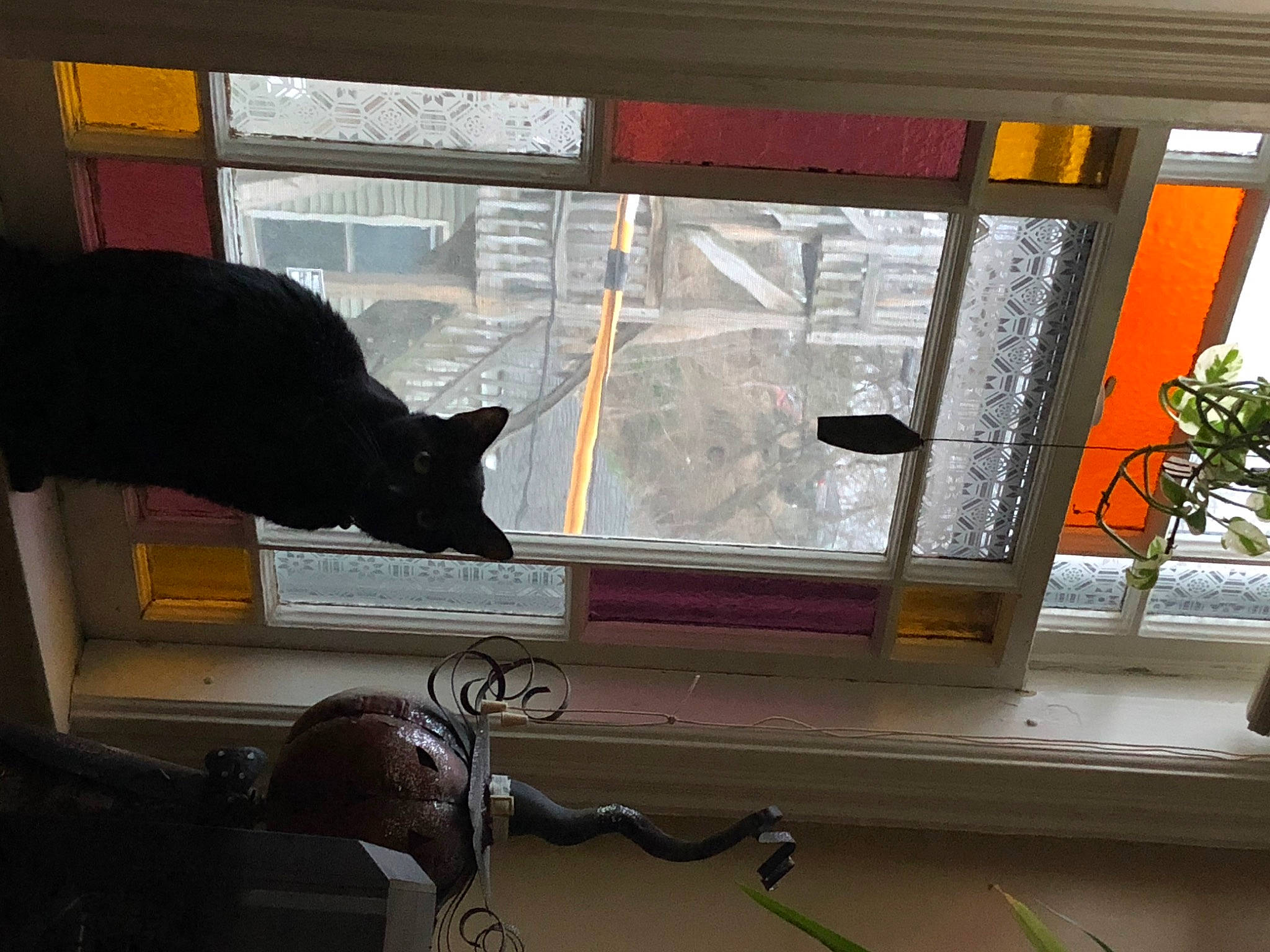 Dragon is registered to the contest to win money with this photo: auto_part, automotive_exterior, carnivore, cat, felidae, fixture, flowerpot, glass, houseplant, plant, room, sash_window, small_to_medium_sized_cats, tail, tints_and_shades, tree, vehicle_door, whiskers, window, wood