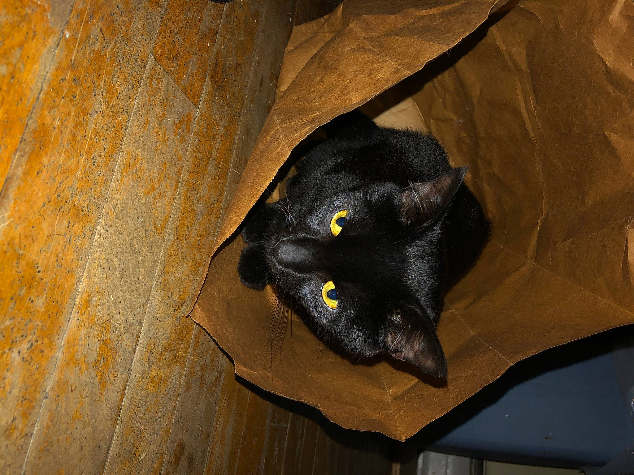 Dragon joined the competition — help win amazing prizes! bag, bat, black_cat, bombay, carnivore, cat, domestic_short_haired_cat, eye, fashion_accessory, felidae, flooring, fur, hardwood, small_to_medium_sized_cats, snout, whiskers, wood