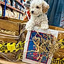 puppy, dog, wooden_crate, hay, caution_tape, pet_food, store_aisle, curly_fur, white_dog, tan_ears, pet_shop, animal, cute, small_dog, fence, container, curious, indoors, shelf, packaging