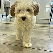 Beau is registered to the contest to win money with this photo: puppy, dog, cute, fluffy, white, brown, floor, wooden_floor, indoor, kitchen, modern, vase, flowers, faucet, cabinet, chair, bright, pet, animal, walking