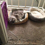 Sherman is registered to the contest to win money with this photo: cat, pet, bed, pet_bed, feline, sleeping, curled_up, fluffy, carpet, indoor, home, blurred, cozy, fan, wire, railing, two_beds, gray_cat, plush_bed, bedding