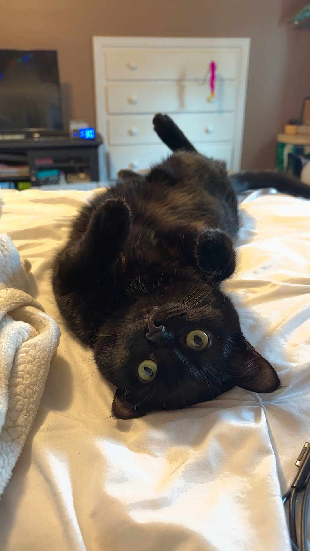 Roxanne is registered to the contest to win money with this photo: black_cat, cat, pet, animal, bed, indoor, furniture, dressing_table, television, curious, relaxed, cozy, whiskers, fur, paws, eyes, home, room, blanket, sleeping