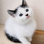 Olaf participe au concours pour gagner de l'argent avec cette photo : kitten, cat, white_fur, black_markings, blue_eyes, pet, cute, animal, feline, young, curious, fluffy, whiskers, ears, tail, sitting, indoor, wooden_surface, close_up, portrait