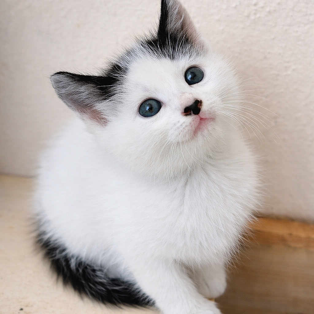 Olaf participe au concours pour gagner de l'argent avec cette photo : kitten, cat, white_fur, black_markings, blue_eyes, pet, cute, animal, feline, young, curious, fluffy, whiskers, ears, tail, sitting, indoor, wooden_surface, close_up, portrait