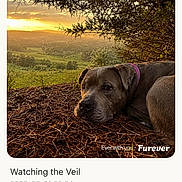 Princess is registered to the contest to win money with this photo: dog, sunset, nature, outdoor, landscape, tree, pine_needles, animal, pet, collar, grass, field, sky, clouds, branch, peaceful, serene, canine, resting, evening