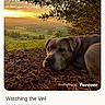dog, sunset, nature, outdoor, landscape, tree, pine_needles, animal, pet, collar, grass, field, sky, clouds, branch, peaceful, serene, canine, resting, evening