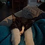 kitten, cat, sleeping, paws, blanket, blue, cozy, indoors, dim_light, candle, furniture, sofa, relaxing, home, cute, pet, whiskers, black_and_white, nap, peaceful