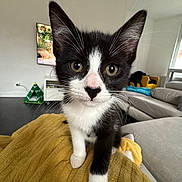 Atlas participe au concours pour gagner de l'argent avec cette photo : kitten, cat, black_and_white, pet, indoor, living_room, blanket, curious, whiskers, soft_light, furniture, couch, home, close_up, young_cat, paw, eyes, cozy, domestic_animal, cute