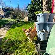 Yoshi participe au concours pour gagner de l'argent avec cette photo : dog, outdoor, garden, grass, flower_pots, blue_sky, sunny, tree, house, pathway, greenery, pet, animal, daytime, small_dog, curious, ears, plants, nature, backyard