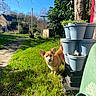 dog, outdoor, garden, grass, flower_pots, blue_sky, sunny, tree, house, pathway, greenery, pet, animal, daytime, small_dog, curious, ears, plants, nature, backyard