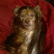 Mojo is registered to the contest to win money with this photo: dog, glasses, wig, red_blanket, pet, animal, fur, cute, indoors, portrait, relaxed, costume, brown_fur, long_hair, face, nose, ears, sitting, funny, domestic_animal