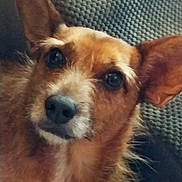 Scooter joined the competition — help win amazing prizes! animal, black_nose, brown_fur, canine, close_up, companion, couch, dark_eyes, dog, facial_expression, fur, home, indoor, looking_at_camera, pet, photography, pointy_ears, portrait, textured_background, upright_ears
