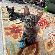 Radar is registered to the contest to win money with this photo: animal, carpet, cat, colorful, cute, domestic, feline, floor, furniture, home, indoor, kitten, living_room, patterned_rug, person, pet, relaxing, shoe, sofa, toy