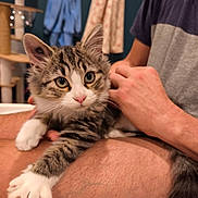 Spritz participe au concours pour gagner de l'argent avec cette photo : kitten, cat, tabby, pet, indoor, person, lap, furry, whiskers, paws, curious, resting, cozy, human_hand, short_hair, casual_clothing, background, furniture, relaxed, closeup