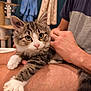 kitten, cat, tabby, pet, indoor, person, lap, furry, whiskers, paws, curious, resting, cozy, human_hand, short_hair, casual_clothing, background, furniture, relaxed, closeup