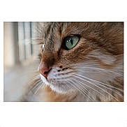 Romy participe au concours pour gagner de l'argent avec cette photo : cat, close_up, animal, feline, whiskers, eye, fur, pet, mammal, portrait, nature, indoor, soft_light, focus, profile, cute, domestic_animal, calm, side_view, green_eye