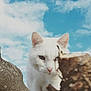 white_cat, cat, animal, outdoor, sky, clouds, tree_branch, nature, pet, whiskers, ears, fur, cute, curious, close_up, daylight, mammal, portrait, wildlife, blue_sky