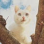 cat, white_cat, animal, tree, branches, outdoor, nature, close_up, fur, pink_nose, sky, clouds, curious, pet, mammal, whiskers, wildlife, portrait, daylight, eyes