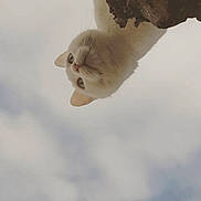 Icy participe au concours pour gagner de l'argent avec cette photo : cat, animal, sky, cloud, fur, whisker, outdoor, nature, tree_bark, curious, pet, mammal, head, face, portrait, looking_down, cute, feline, closeup, daytime