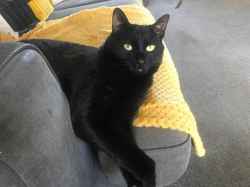 Shadow joined the competition — help win amazing prizes! black_cat, bombay, carnivore, cat, claw, comfort, couch, domestic_short_haired_cat, eye, felidae, fur, havana_brown, paw, sitting, small_to_medium_sized_cats, snout, tail, terrestrial_animal, whiskers, yellow
