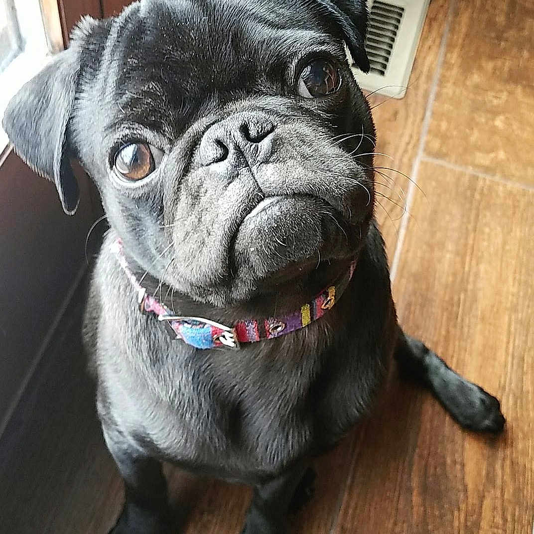 Bruno is registered to the contest to win money with this photo: canidae, carnivore, companion_dog, dog, dog_breed, dog_collar, fawn, french_bulldog, mammal, pug, puppy, skin, snout, sporting_group, toy_dog, vertebrate, whiskers, wrinkle