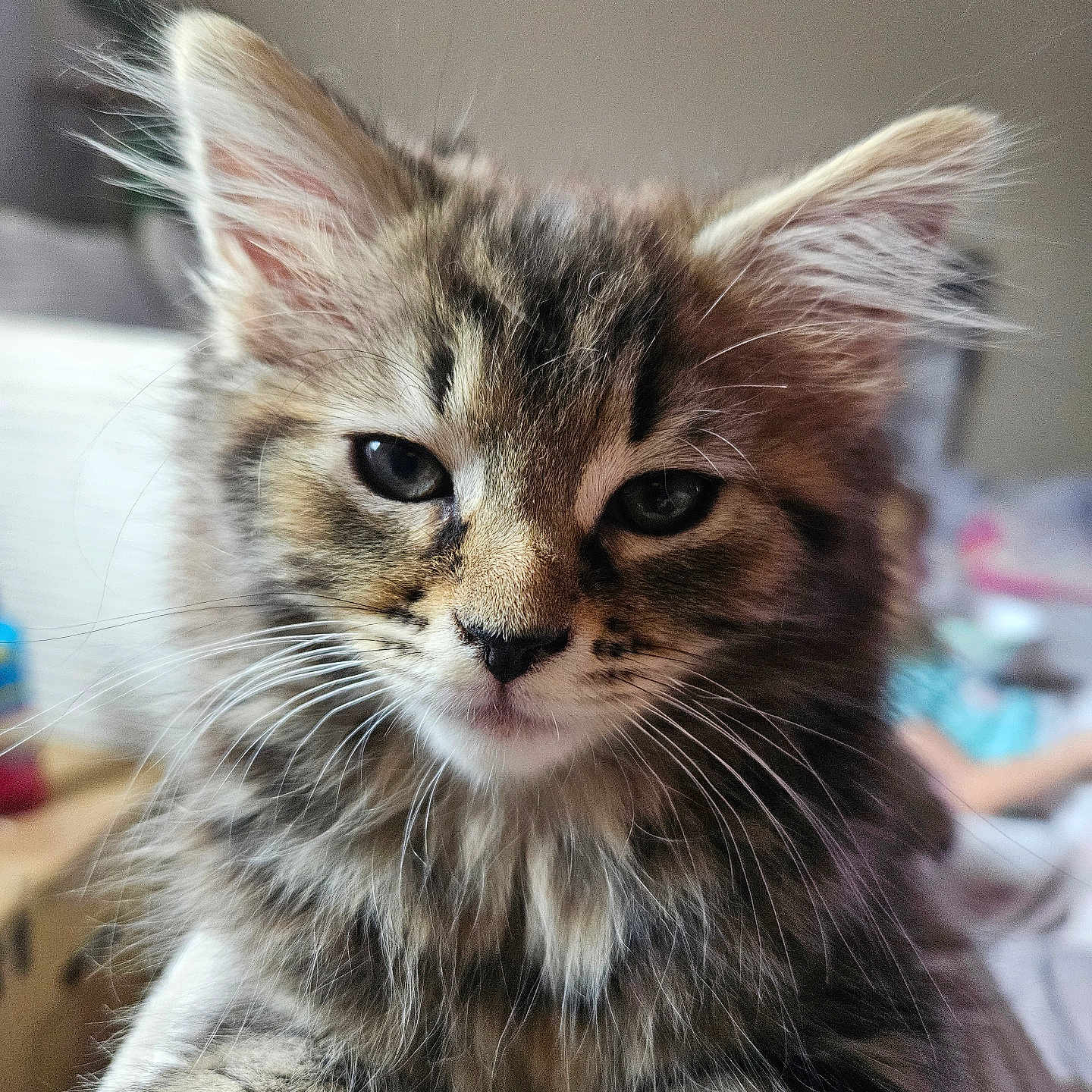 Luna joined the competition — help win amazing prizes! animal, cat, closeup, cute, domestic, ears, face, feline, fluffy, fur, indoor, kitten, mammal, pet, portrait, sleepy, soft, tabby, whiskers, young