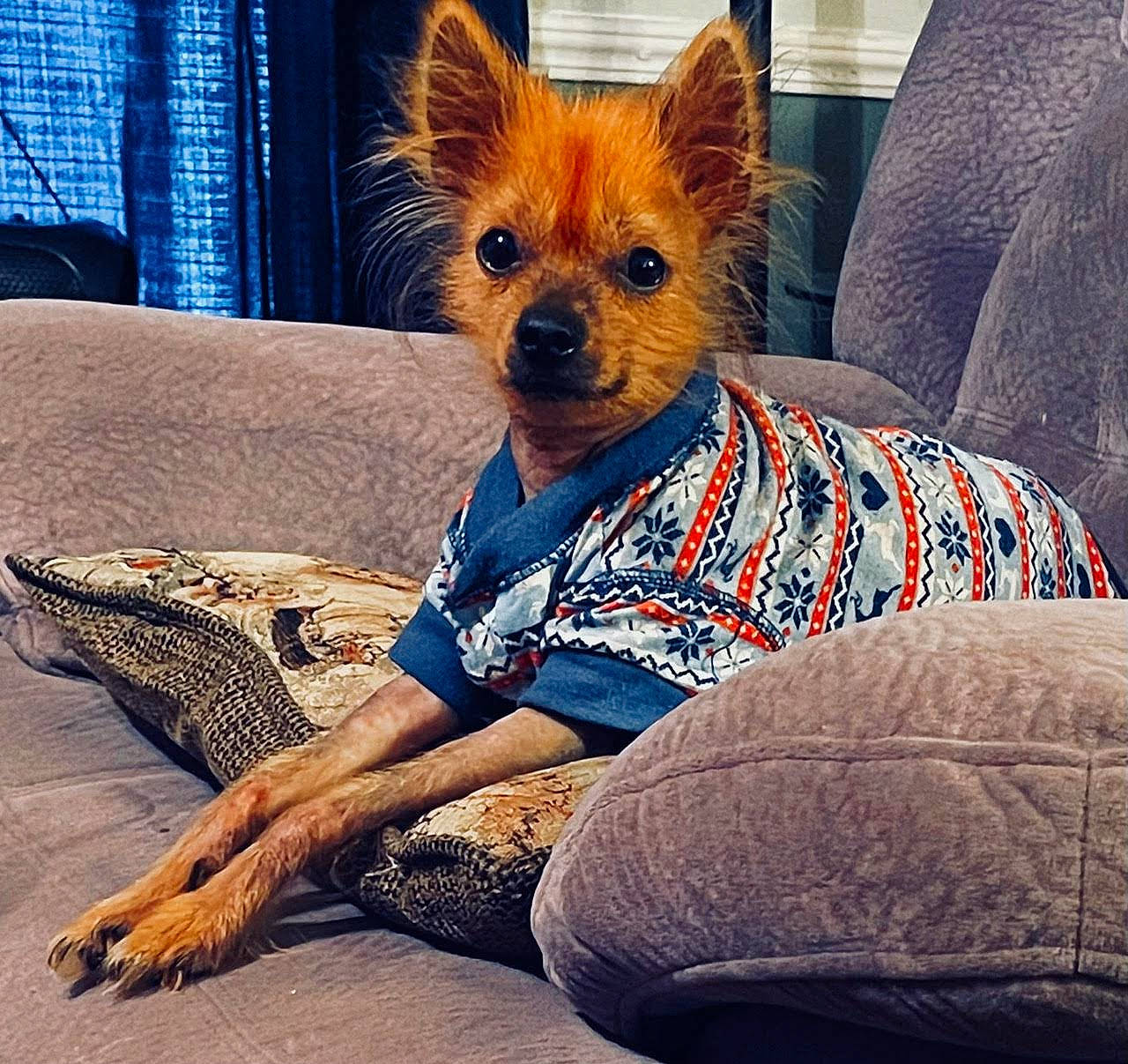 Baxter is registered to the contest to win money with this photo: canidae, carnivore, comfort, companion_dog, couch, dog, dog_breed, electric_blue, fawn, felidae, flooring, fur, human_leg, knee, mammal, pillow, sitting, thigh, toy_dog, whiskers