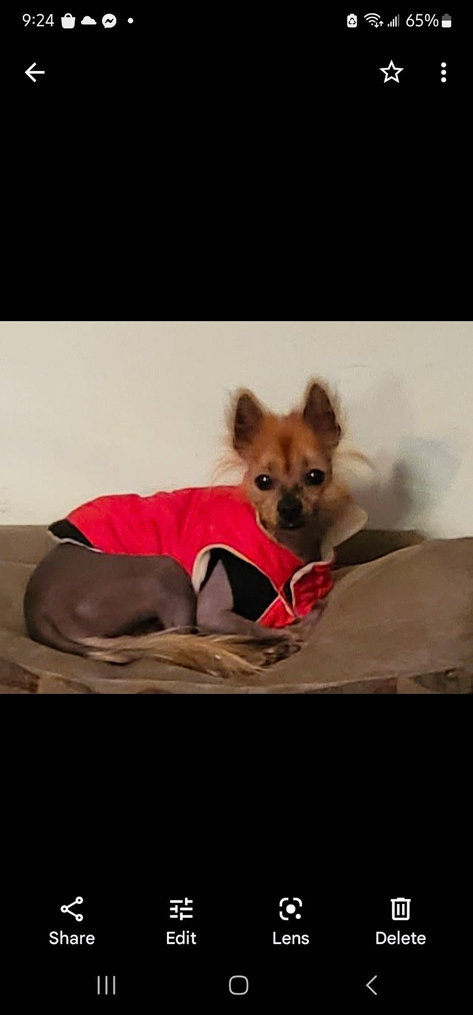 Baxter joined the competition — help win amazing prizes! canidae, carnivore, comfort, companion_dog, dog, dog_breed, dog_clothes, dog_supply, fawn, fur, paw, pet_supply, sitting, snout, sporting_group, tail, terrestrial_animal, toy_dog, whiskers, working_animal