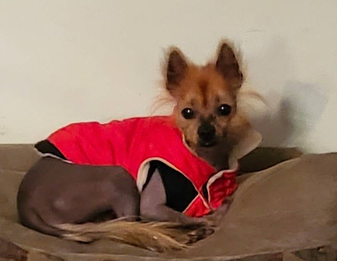 Baxter Dotson joined the competition — help win amazing prizes! canidae, carnivore, chihuahua, comfort, companion_dog, corgi_chihuahua, dog, dog_breed, dog_supply, ear, fawn, fur, liver, pet_supply, sporting_group, terrestrial_animal, toy_dog, volpino_italiano, whiskers, working_animal