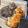 cat, gray_cat, orange_cat, pet, feline, fur, indoor, cozy, resting, snuggling, mat, soft_texture, wooden_cabinet, household, relaxing, cute, domestic_animal, companion, animal, two_cats