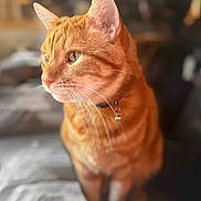 Flannery joined the competition — help win amazing prizes! cat, orange_tabby, pet, feline, whiskers, collar, indoor, cozy, blanket, portrait, animal, fur, closeup, sitting, domestic, cute, soft_light, blurred_background, warm_colors, relaxed