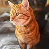 cat, orange_tabby, pet, feline, whiskers, collar, indoor, cozy, blanket, portrait, animal, fur, closeup, sitting, domestic, cute, soft_light, blurred_background, warm_colors, relaxed