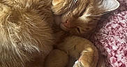 Flannery joined the competition — help win amazing prizes! cat, orange_cat, sleeping, curled_up, fur, whiskers, paws, tail, blanket, pink_blanket, cozy, indoor, pet, resting, close_up, feline, cute, relaxed, domestic_cat, mammal