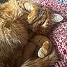cat, orange_cat, sleeping, curled_up, fur, whiskers, paws, tail, blanket, pink_blanket, cozy, indoor, pet, resting, close_up, feline, cute, relaxed, domestic_cat, mammal