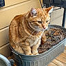 cat, orange_tabby, planter, metal_container, dry_soil, leaves, wooden_deck, indoor, pet, animal, whiskers, ears, fur, sitting, closeup, curious, container, garden, houseplant, feline