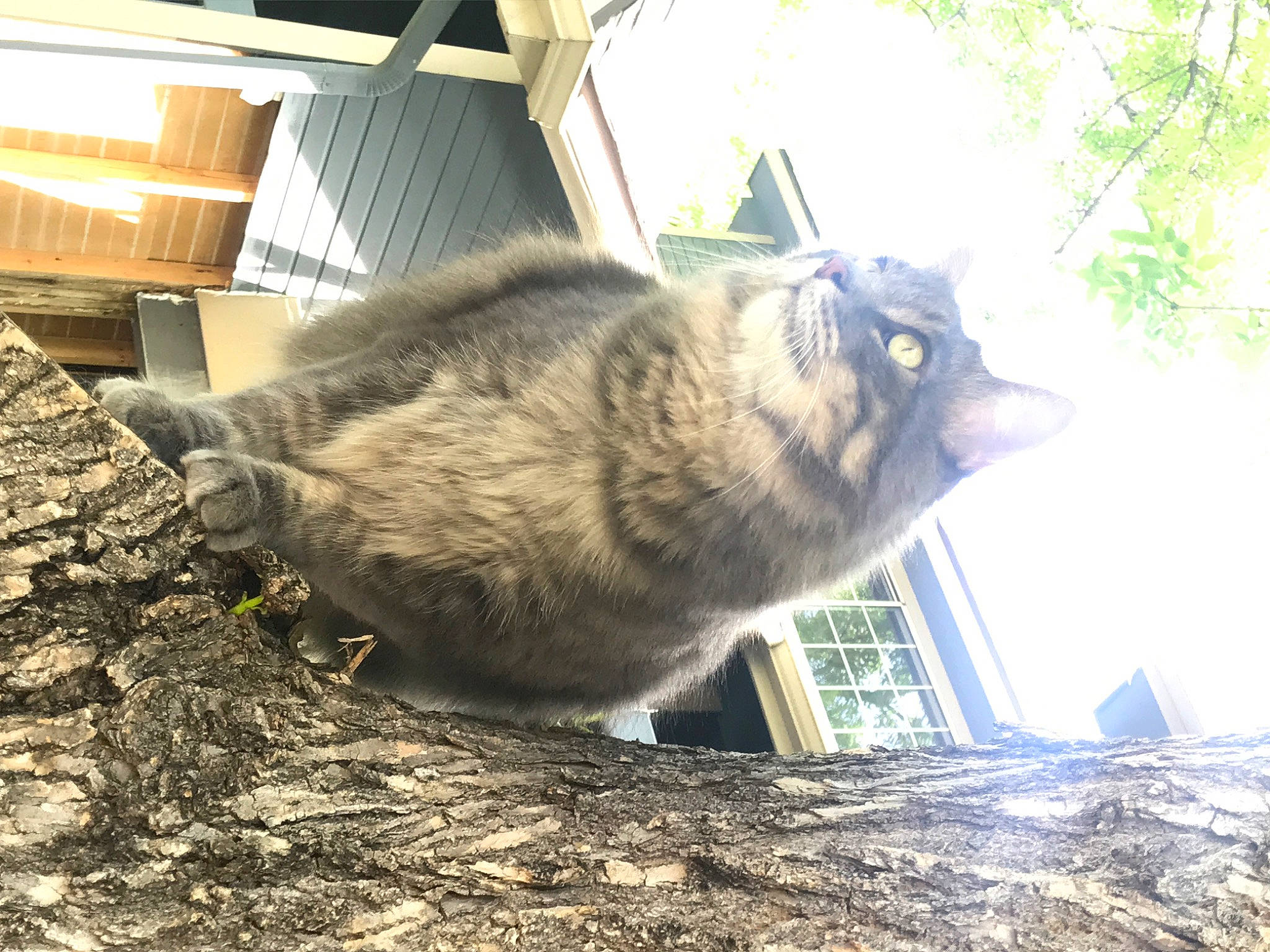 Fernando is registered to the contest to win money with this photo: carnivore, cat, felidae, nebelung, whiskers