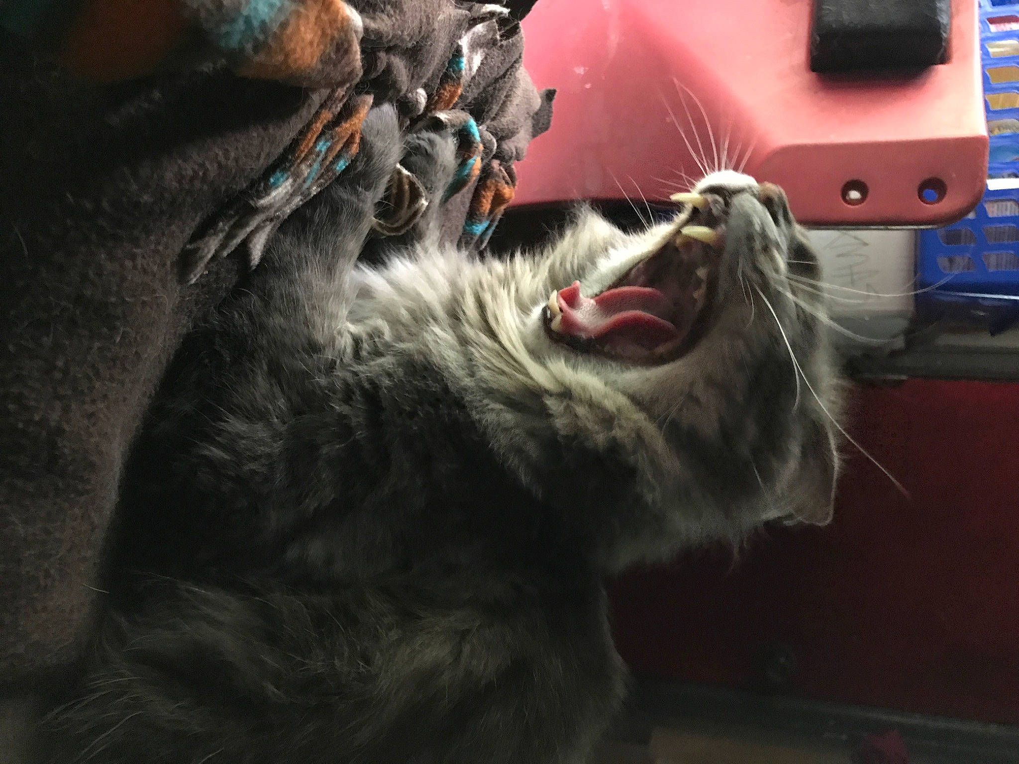 Fernando