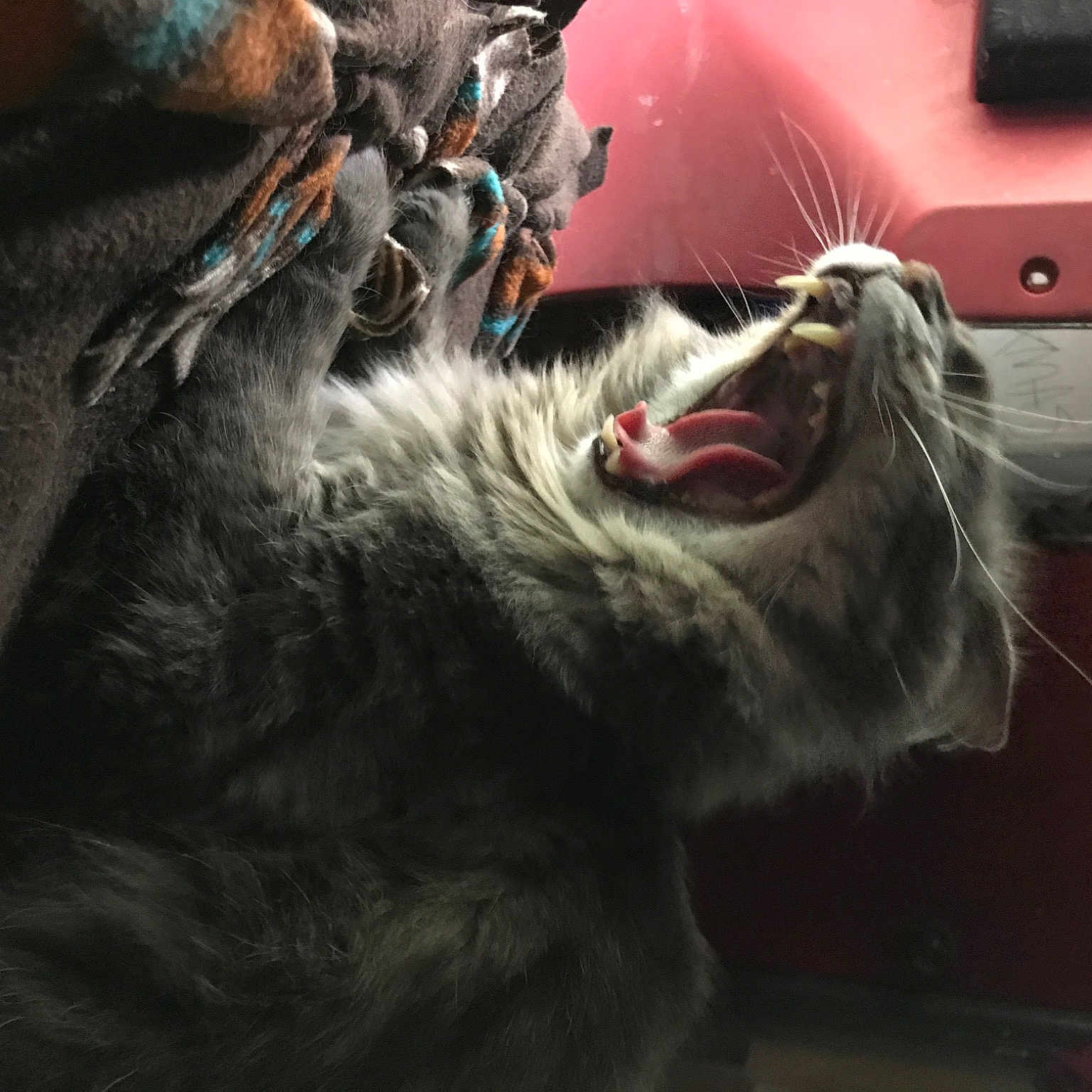 Fernando