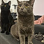 animal, black_cat, cat, couch, cozy, curious, domestic_animal, ears, eyes, feline, furniture, gray_cat, household, indoor, looking, mammal, pet, sitting, two_animals, whiskers