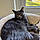 Sheba