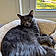 Sheba