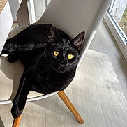 Sacha participe au concours pour gagner de l'argent avec cette photo : animal, black_cat, cat, chair, cozy, feline, floor, home, indoor, looking, modern, pet, relaxed, resting, shiny_fur, sunlight, white_chair, window, wooden_legs, yellow_eyes