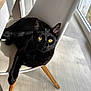 animal, black_cat, cat, chair, cozy, feline, floor, home, indoor, looking, modern, pet, relaxed, resting, shiny_fur, sunlight, white_chair, window, wooden_legs, yellow_eyes